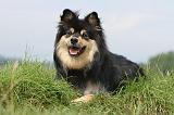 CHIEN FINNOIS DE LAPONIE 689